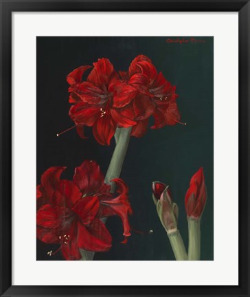 Framed Amaryllis Amigo Print
