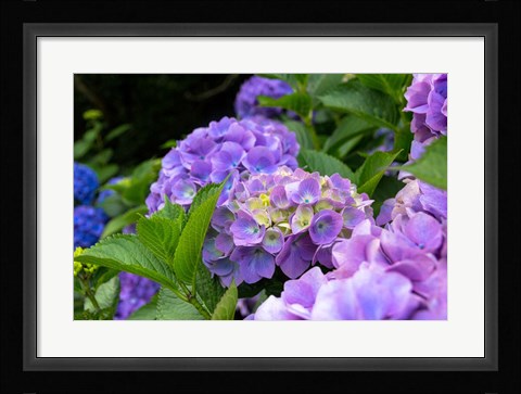 Framed My Garden Blooms Print