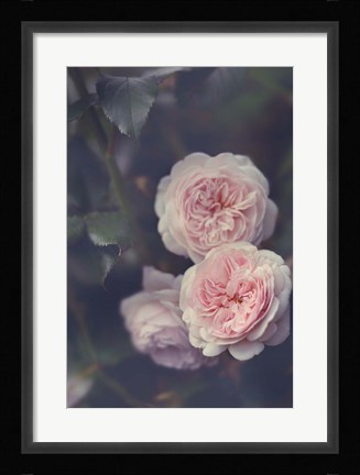 Framed Hiding Blooms Print