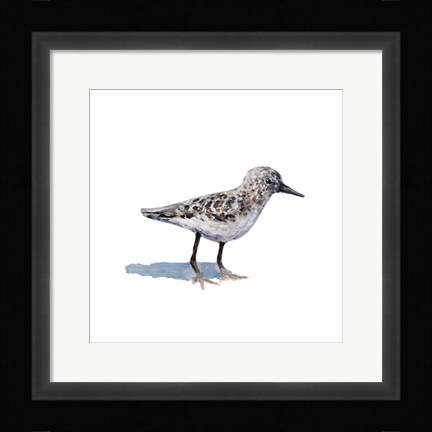 Framed Sandpiper on White I Print