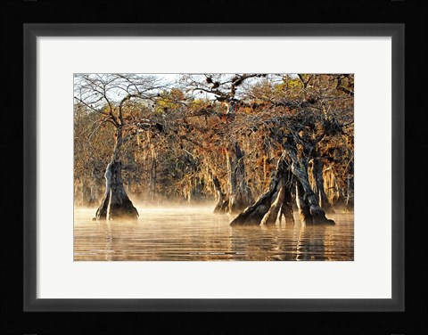 Framed Cypress Creek I Print