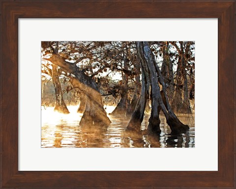 Framed Cypress Creek II Print