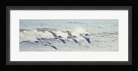 Framed Pelican Panel II Print