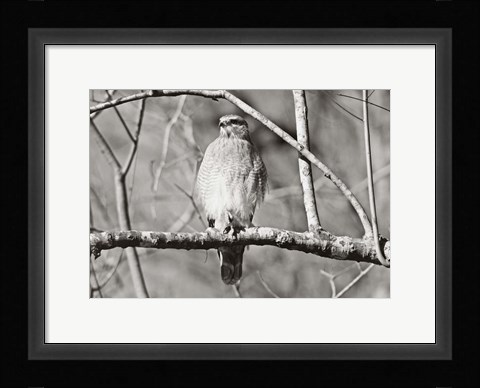 Framed Hawk Print