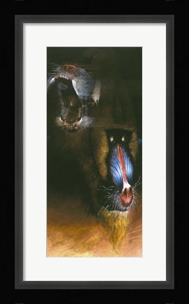 Framed Baboon Scream Print