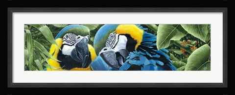 Framed Blue &amp; Yellow Macaws Print