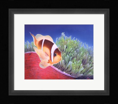 Framed Clown Fish Print
