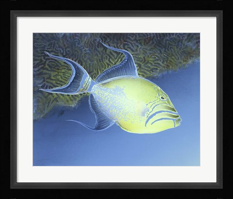 Framed Trigger Fish Print