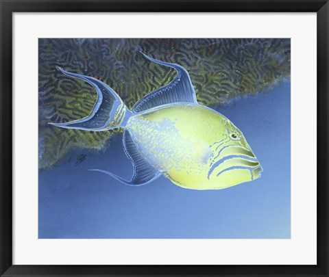 Framed Trigger Fish Print