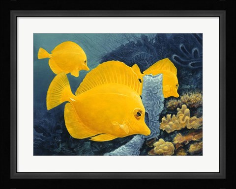 Framed Yellow Tangs Print