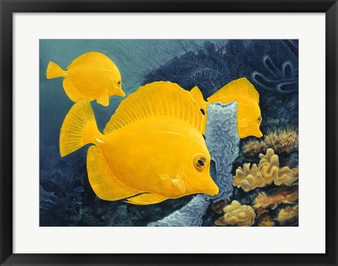 Framed Yellow Tangs Print