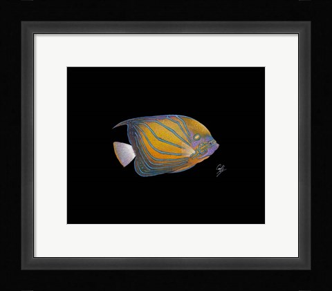 Framed Blue Ring Angelfish Print