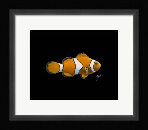 Framed Clown Fish Print
