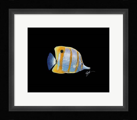 Framed Copperband Butterfly Print