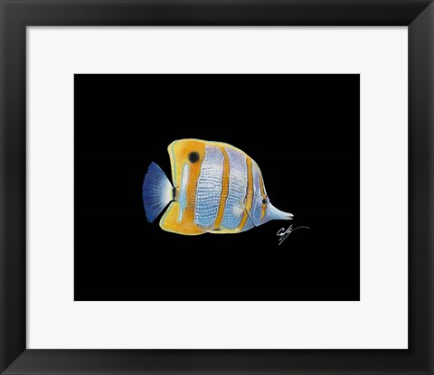 Framed Copperband Butterfly Print
