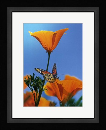 Framed Blessed By The Sun Print