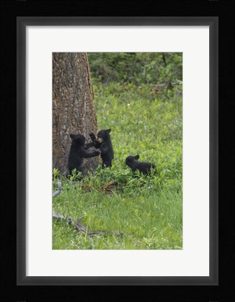 Framed 3 Black Bear Cubs (YNP) Print
