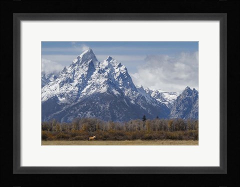 Framed Horse In Front Of The Grand Teton Print