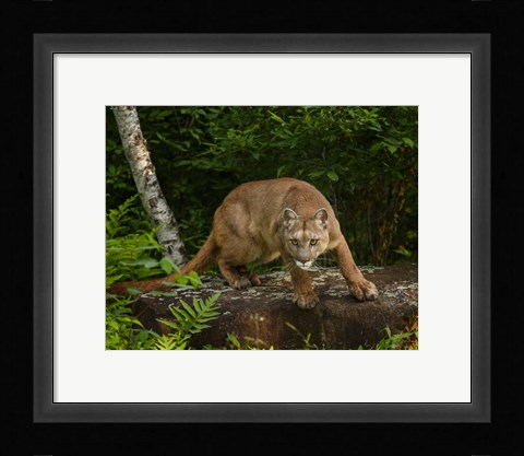 Framed About To Pounce Print