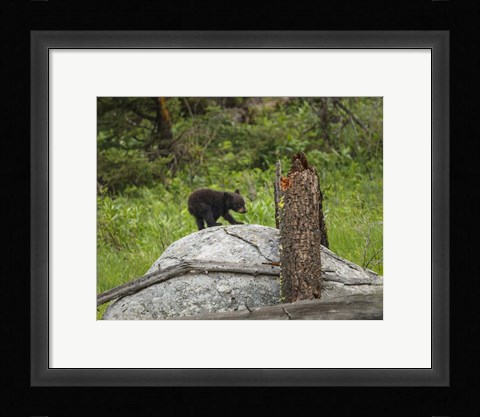 Framed Bear Cub On Rock Print