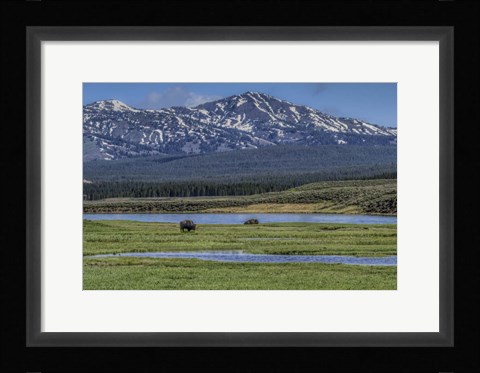 Framed Bison By River Print