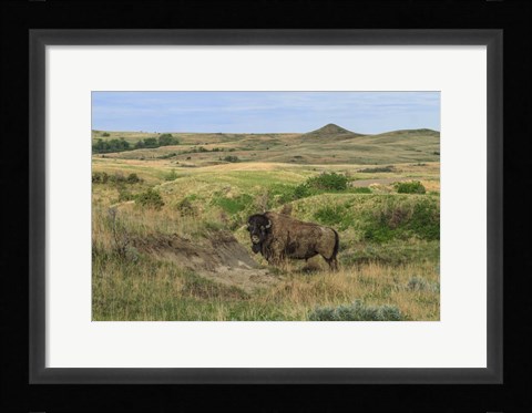 Framed Bison In North Dakota Landscape Print