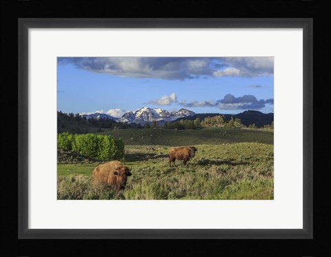 Framed Bison With Mountains (YNP) Print