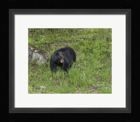 Framed Black Bear (YNP) Print