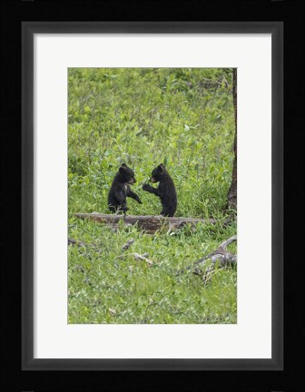 Framed Black Bear Cubs (YNP) Print