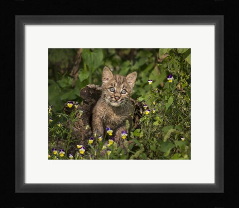 Framed Bobcat Kitten In Wildflowers Print