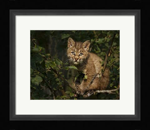 Framed Bobcat Kitten On Branch Print