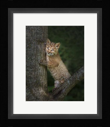 Framed Bobcat Kitten Poses Against Tree Trunk Print