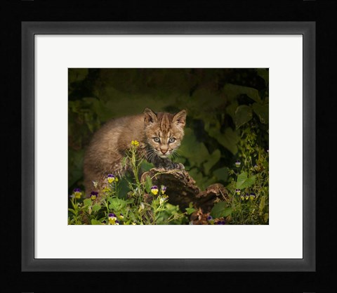 Framed Bobcat Kitten Poses On Log Print