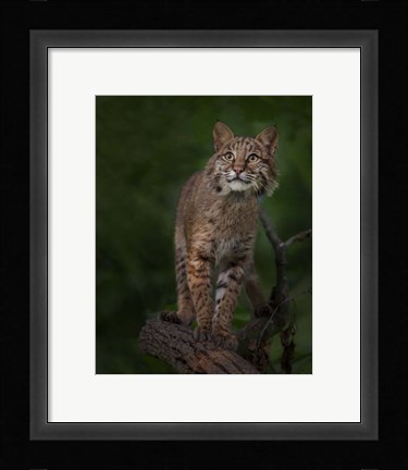 Framed Bobcat Poses On Tree Branch 1 Print