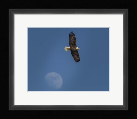Framed Eagle And Moon Print