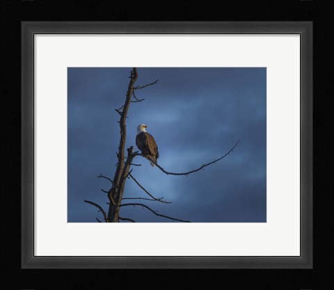 Framed Eagle In (YNP) Print