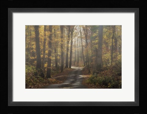 Framed Foggy Forest Print
