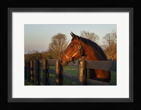 Framed Horse At Sunset Print