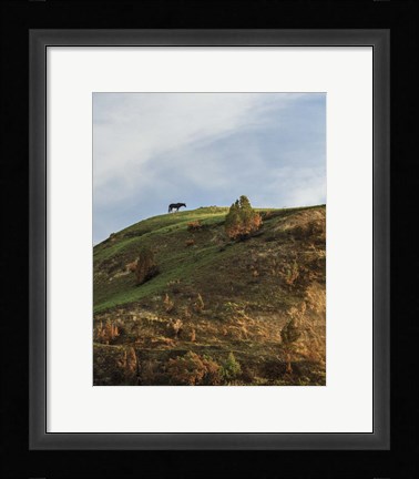 Framed Horse On Hill (TRNP) Print
