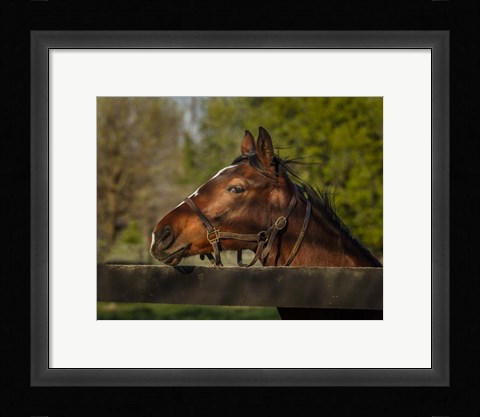 Framed Horse Portrait Print
