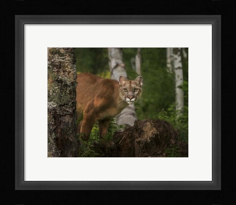 Framed Inquistive Mountain Lion Print
