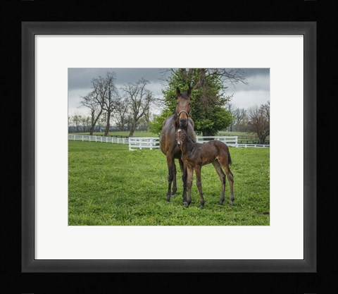 Framed Mare And Foal 2 Print
