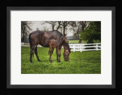 Framed Mare And Foal Together Print