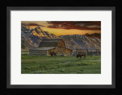 Framed Moulton Barn At Sunrise With Bison Print