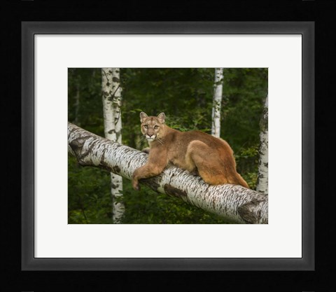 Framed Mountain Lion On Forest Log Print