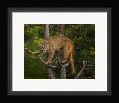 Framed Mountain Lion Stare Print