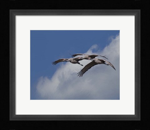 Framed Sandhill Crane 3 Oil Paint Print