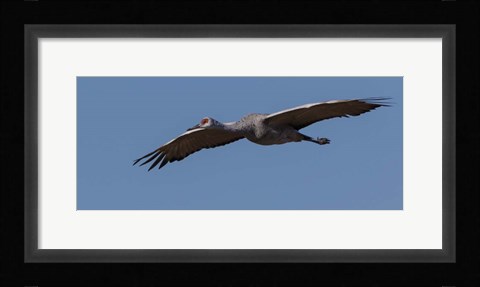 Framed Sandhill Crane In Flight Print