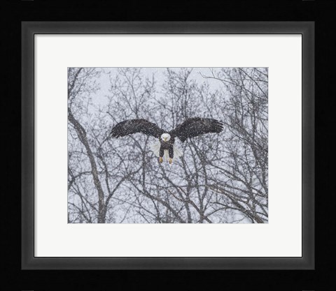 Framed Snowy Eagle Print