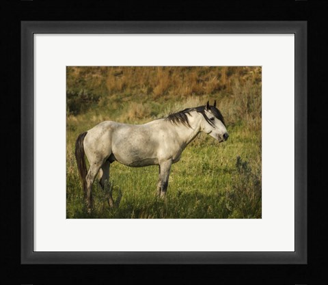 Framed Wild Horse Print
